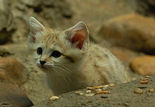 Curious Sand Kitten