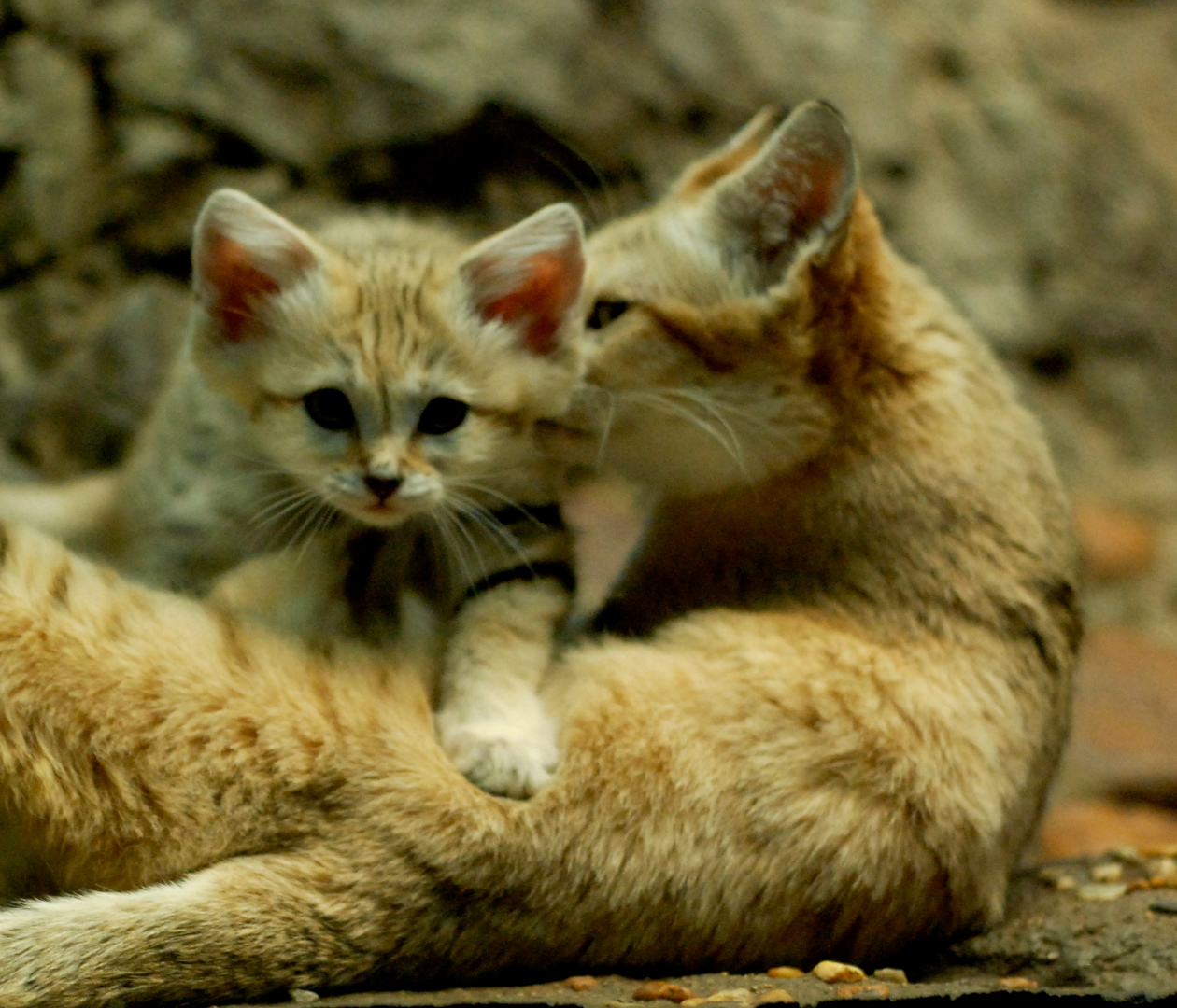 Sand Kitten and Mom