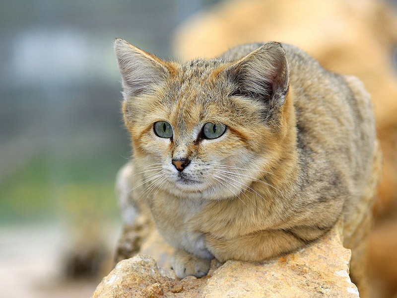 a loaf of sandcat