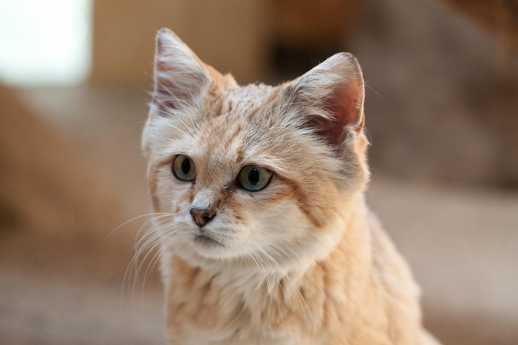 aperture sandcat