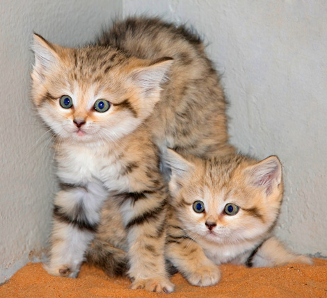 bending sand cat