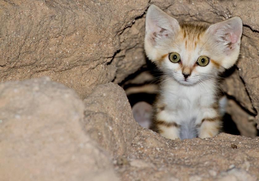 big ear sand cat