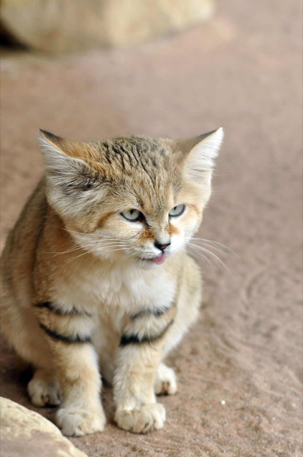 blep sandcat