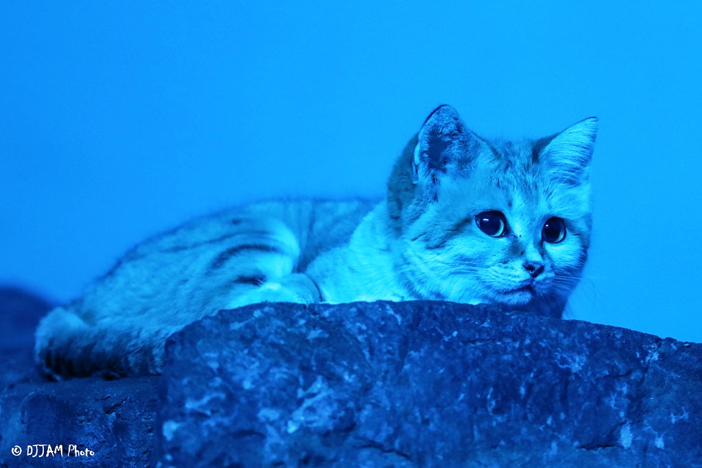 blue sand cat