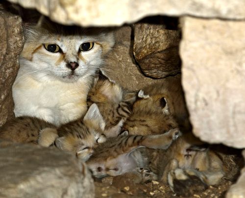 cave of sandkittens