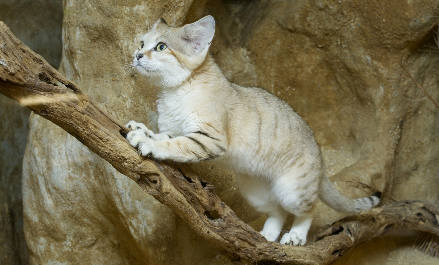 climb sandcat climb