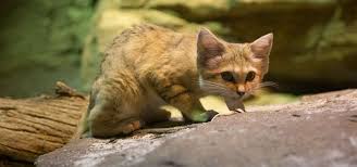 curious sandcat