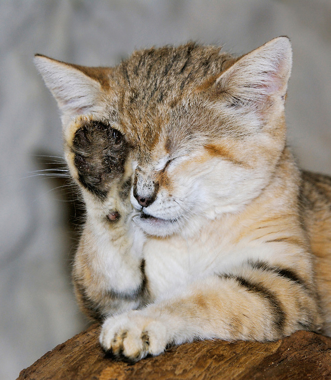 facepalm sandcat