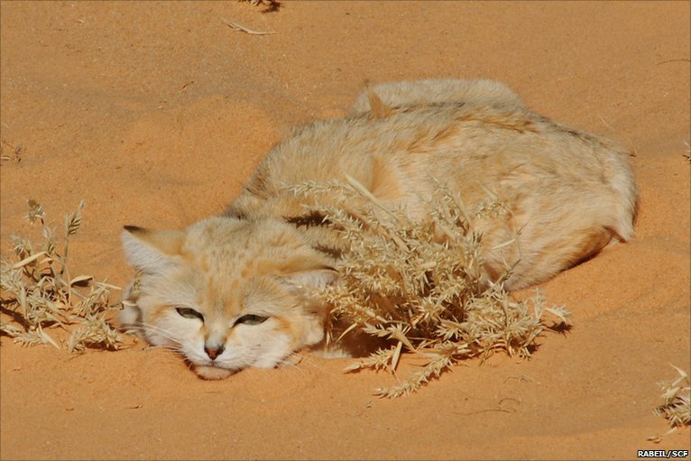 flat bush sandcat