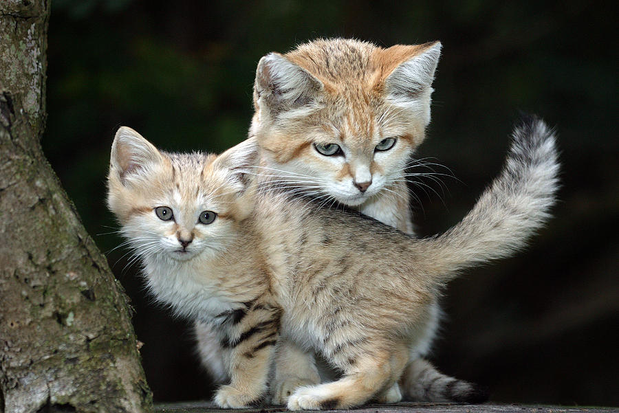 floofy sand cat tail