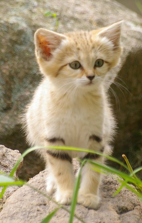 flooofy sandcat