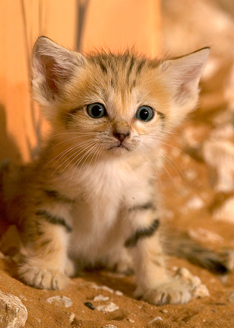 fluffy smol sandpaws