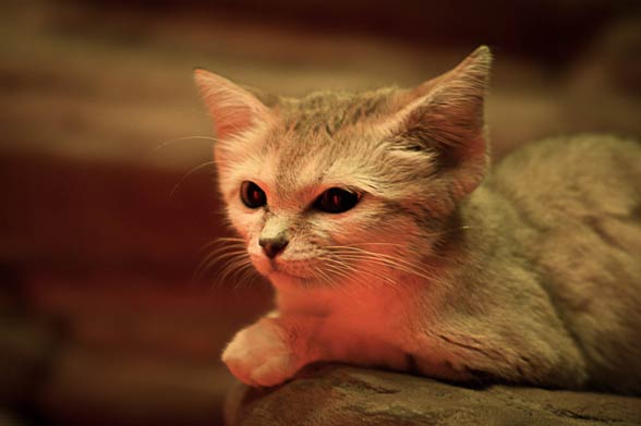 glowing sand cat