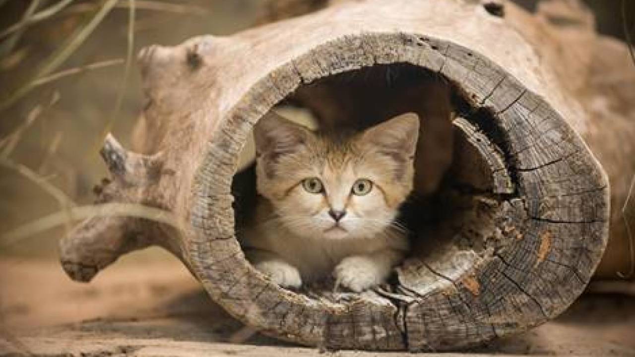 in a log the sandcat is