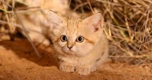 little sandcat