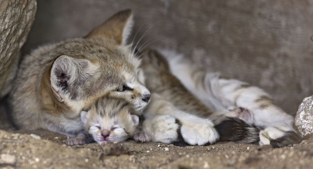 little squished sandcat