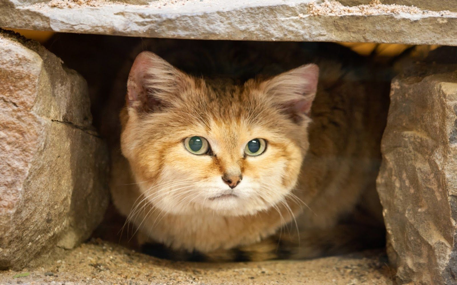 loaf under rock