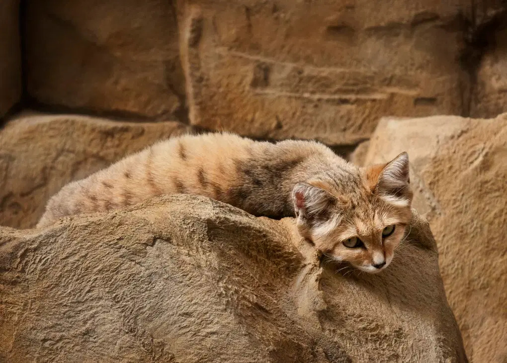 longcat sandcat