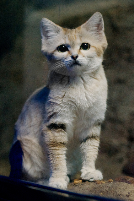 night sand cat