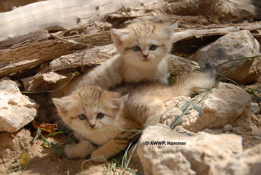 pile of sandcats