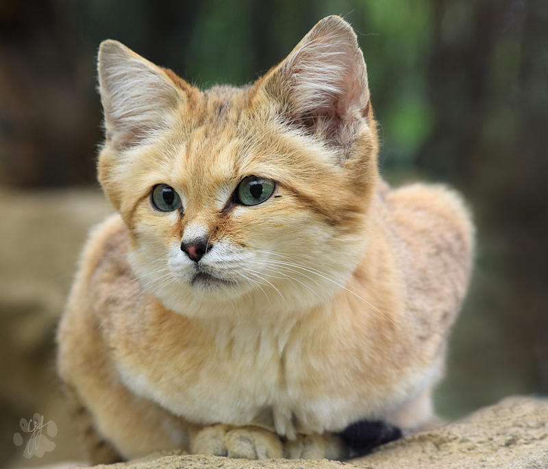 puffy sandloaf