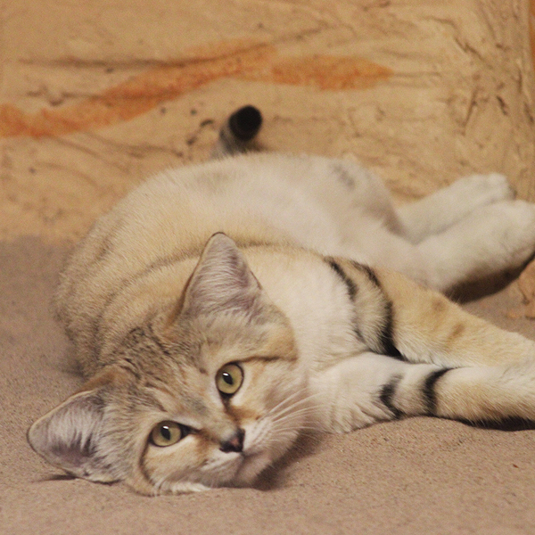 roll sand cat