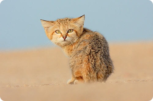 rotate the sand cat