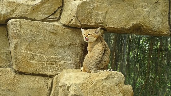 sand-cat column