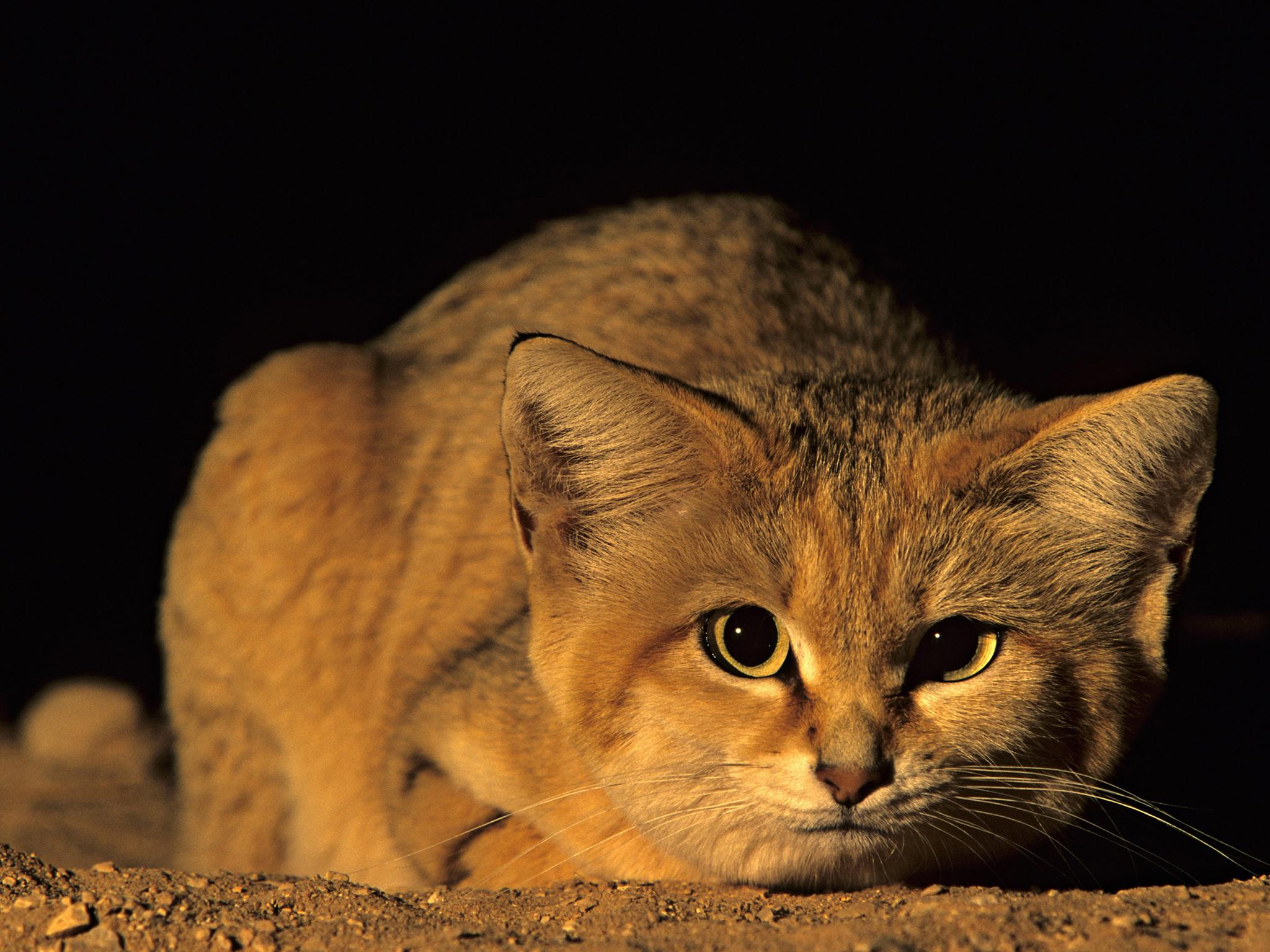 sand cat about to pounce