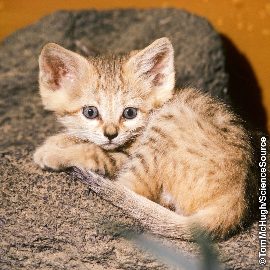 sand cat ball