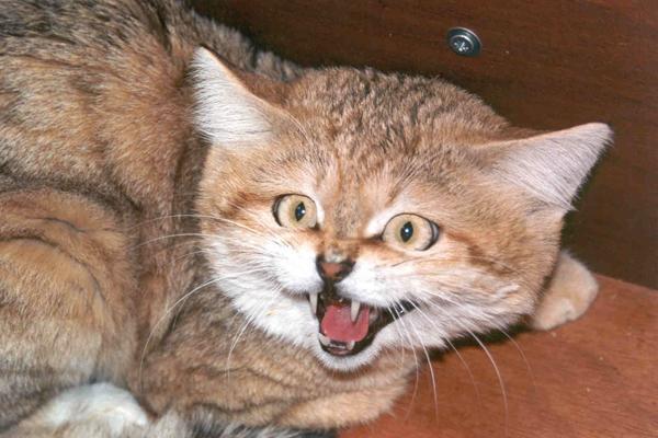 sand cat bitey teeth