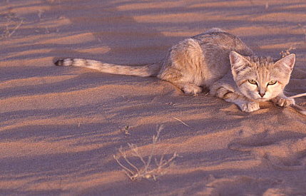 sand cat dig