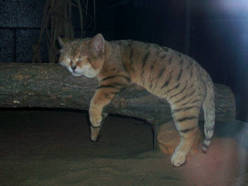 sand cat flop