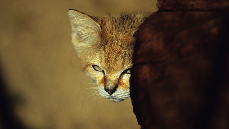 sand cat hide in rock