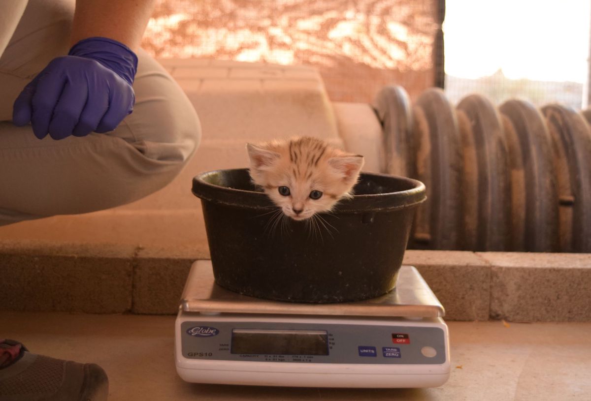 sand cat in basket