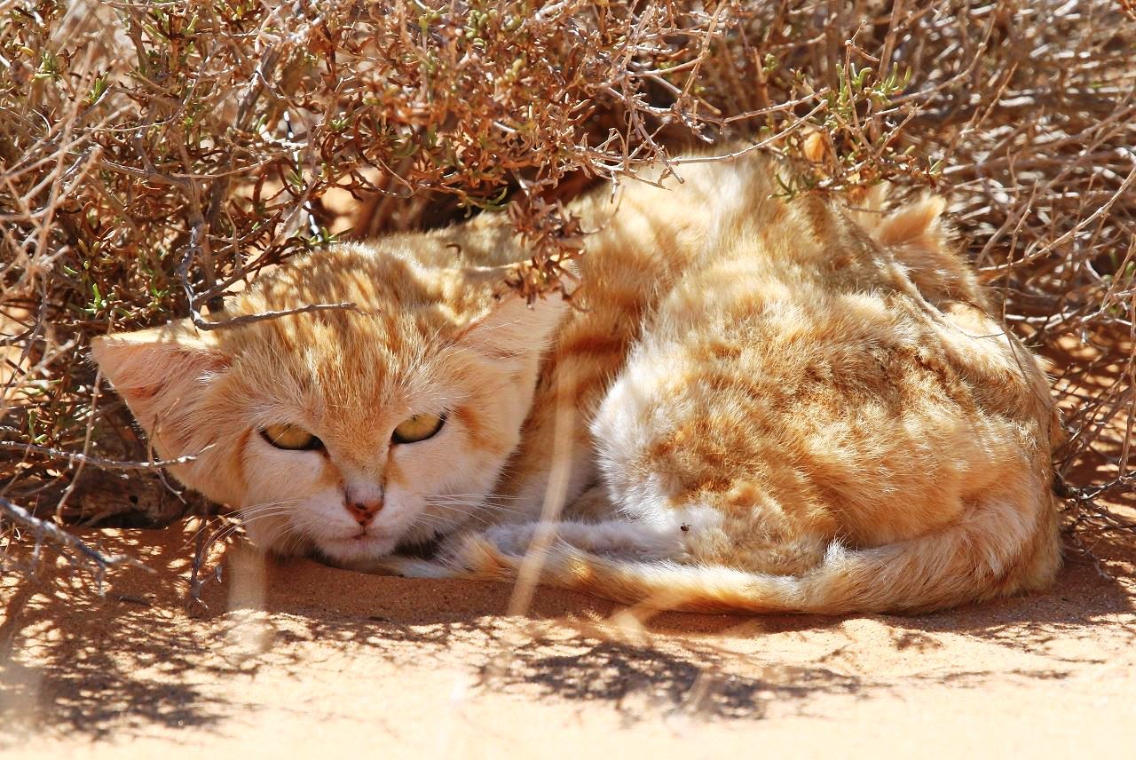 sand cat in bush