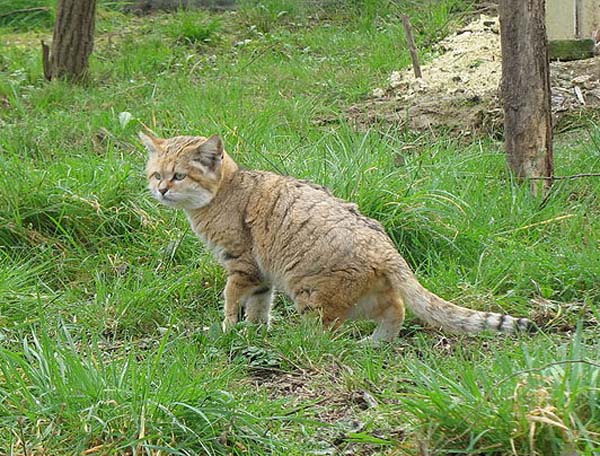 sand cat in grass