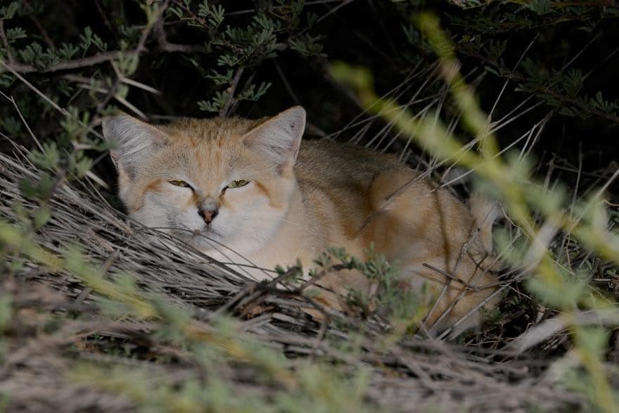 sand cat is bird