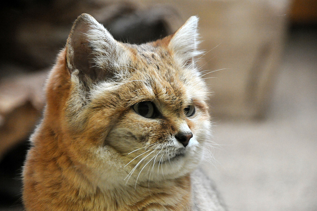 sand cat looking into the distance