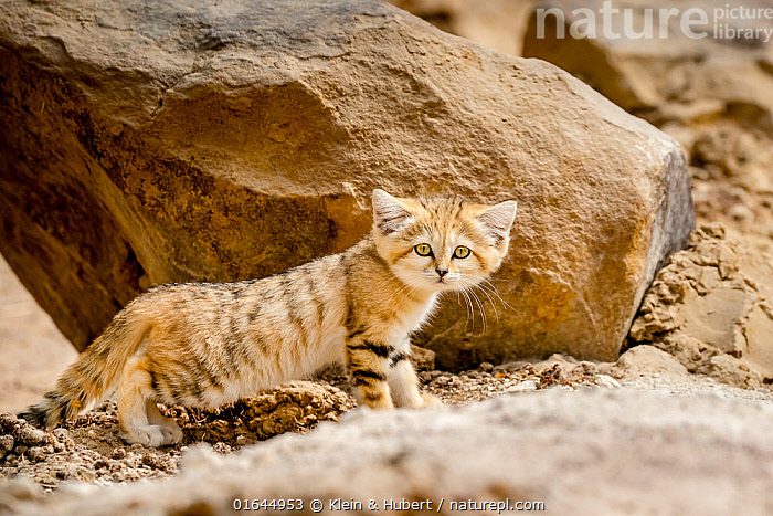 sand cat noodle