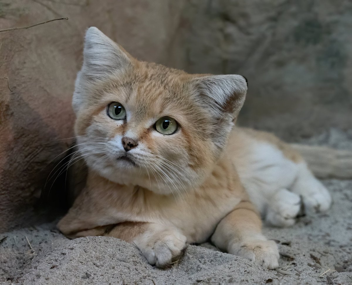 sand cat on some sand