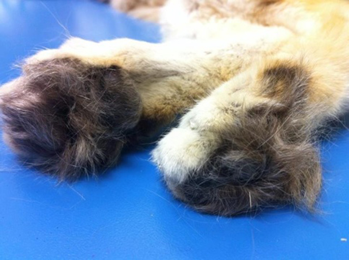 sand cat paws