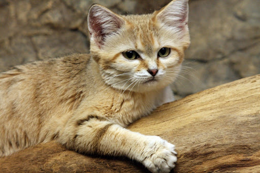 sand cat scritch