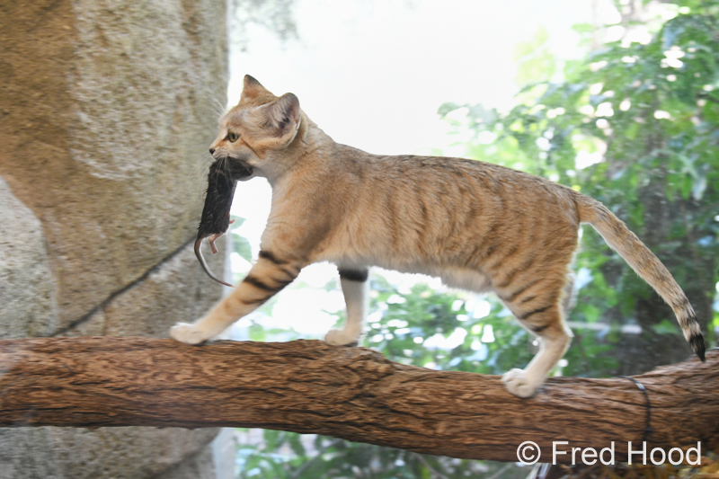 sand cat snack