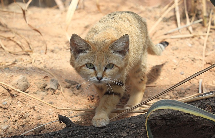 sand cat step on stick