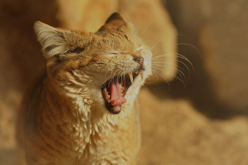 sand cat teef uwu