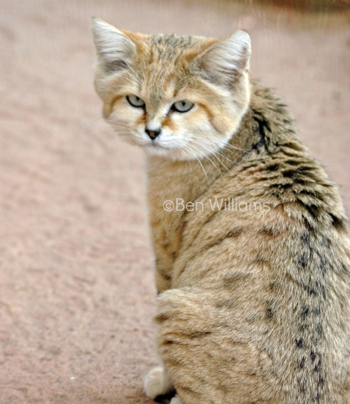 sand cat turn