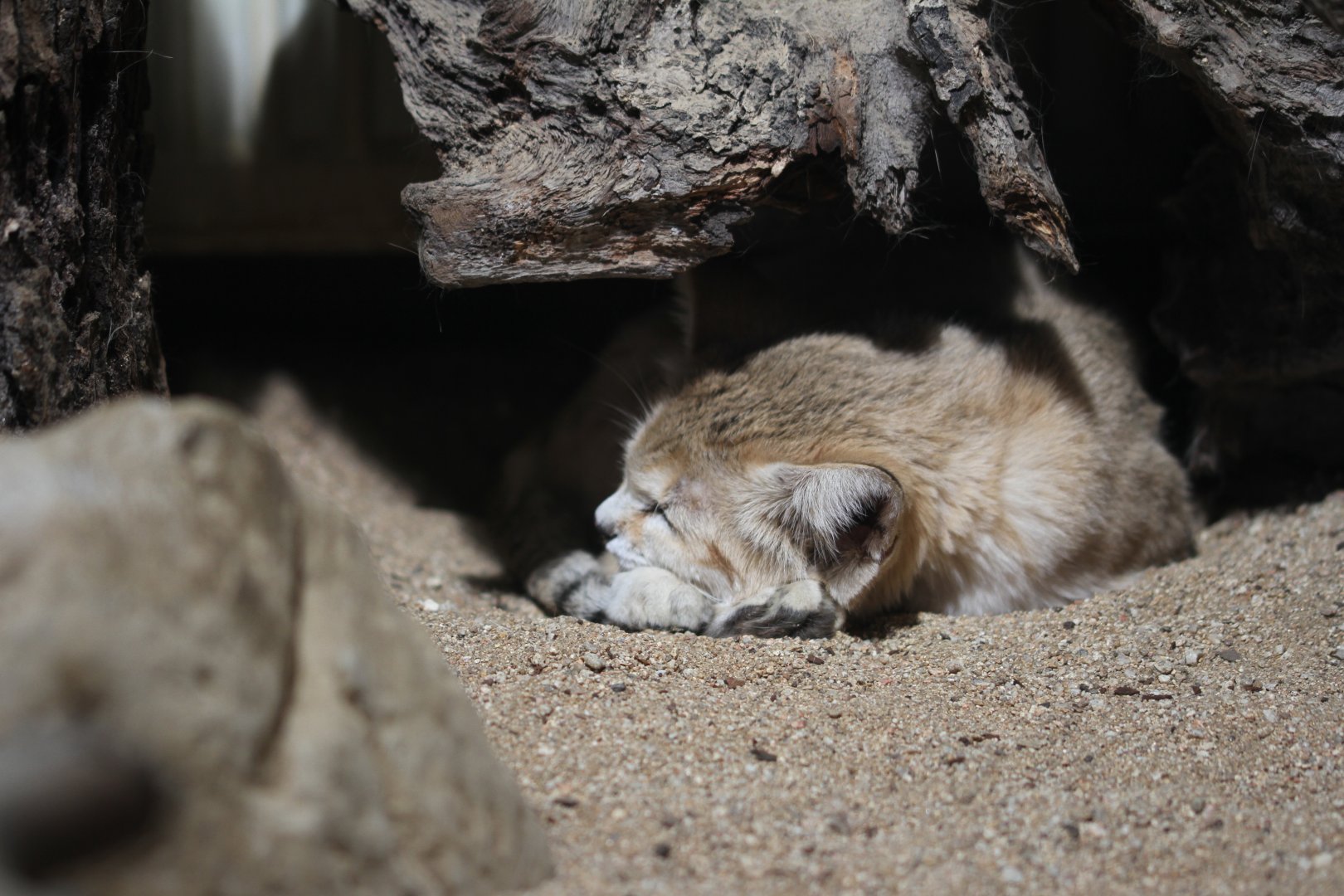 sand cat under log