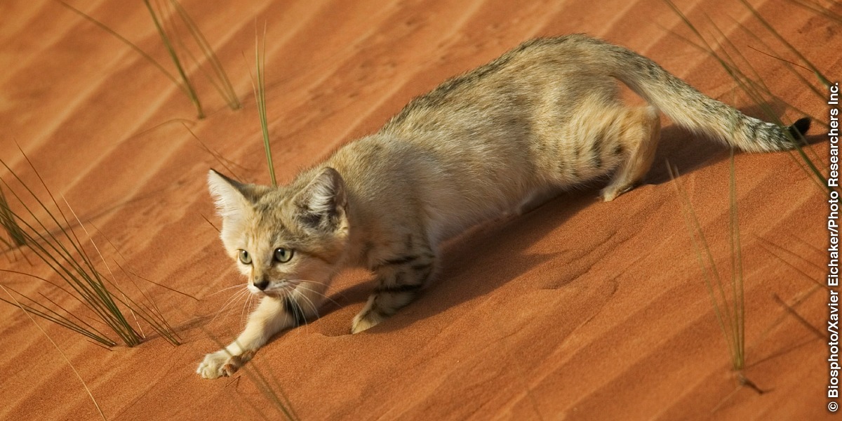 sand cat walkin