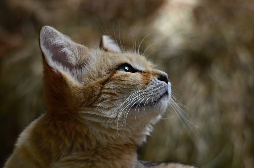 sand cat whiskers